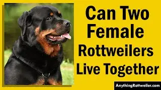 Can Two Female Rottweilers Live Together? Uncovering the Surprising Truth
