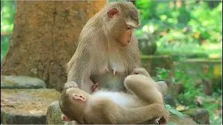 Glad to see Luna pay attention to cute monkey, This task has been missed for a long time.