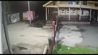 медведи