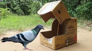 Quick Bird Trap - Easy Technique Pigeon Trap Using Cardboard Box