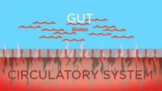 How ION* Gut Support Works