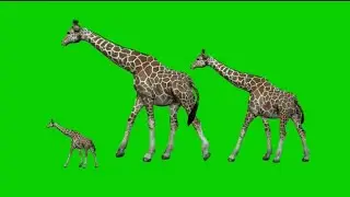Giraffe Green Screen | Green Screen Video Jiraffe | No Copyright Video |