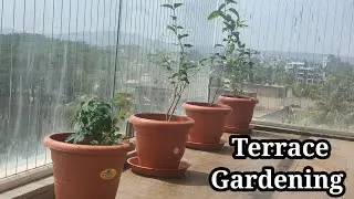 Terrace gardening | Flower Plants | फुलझाडे