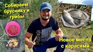 Собираем с женой бруснику и грибы( лисички, белые грибы). Разведал новое клевое место с карасями.
