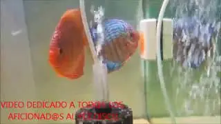 pez disco puesta de huevos y evolucion.