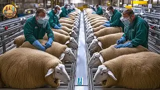 Modern Sheep Processing Factory - How Millions of Sheep Are Farmed & Processed for Meat🐑