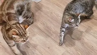 Кошка Туся и Персик приехали домой. Первая реакция кошки на новый дом