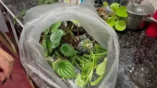 Cómo mudarse con plantas