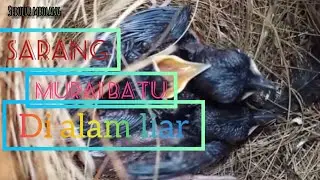 Sarang Murai Batu di Alam Liar