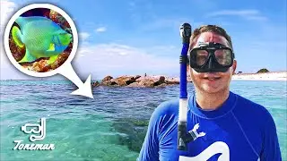 Snorkeling with Blue Angelfish and More! St Andrews State Park PCB!