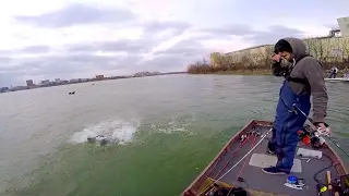 GIANT River Monster Landed In Washington D.C. -- Urban Fishing