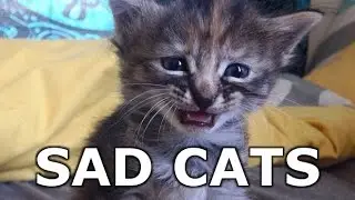 Sad cats