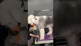 This aggressive dog was a handful!