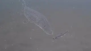 Underwater Footage Ice Fishing for PIKE!