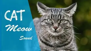 Cat Meow Sound (sound effects no copyright )
