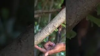 Prune Large Branches Like This
