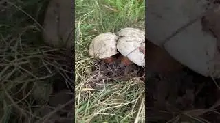 ЭТИ БОРОВИКИ НЕ СЪЕДОБНЫЕ ? НЕ МОЖЕТ БЫТЬ !