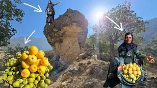 Esmat picking wild pears in the Zagros Mountains 🍏🌄