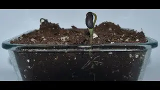 Black Beans 7 Days Timelapse
