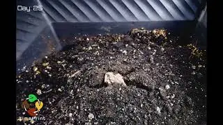 150 Day Plant Timelapse  From Bulb To A  Calla Lily