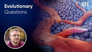 How do new blood vessels evolve? Evolutionary Question #17