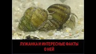 Лужанка и интересные факты о ней