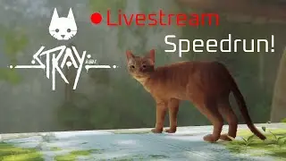 Stray #26 - Speedrun! (LIVE!)