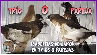 ISABELITAS DE JAPÓN EN TRÍOS O PAREJAS 🦜