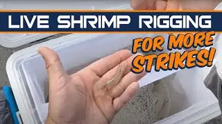 Rig Live Shrimp Like THIS For More Strikes!