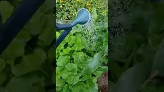 Plant Theory Organic Multi-Purpose Fertiliser Concentrate