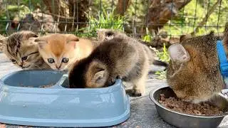 Mother cat teaches baby kittens to eat on their own for the first time