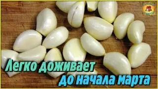 Как правильно ЗАМОРОЗИТЬ ЧЕСНОК на зиму, чтобы он хранился до весны ПРОСТО и ЛЕГКО