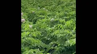 Зацвёл картофель сорт эволюшен.