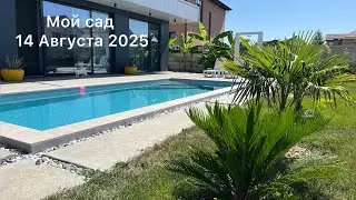 Пальмы в Краснодаре - 14 Августа 2025 🌴🎋