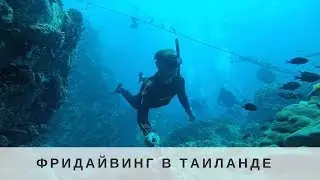 Фридайвинг на острове Ко Тао (Таиланд)