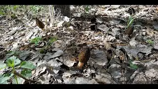 Сморчковое Эльдорадо под Егорьевском. Часть 1.