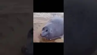#мем #мемы #mem