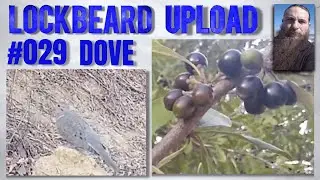 UPLOAD #029.  Dove
