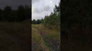 ВЫЖЛОВКА БЕЛАРУСКИЙ ГОНЧАК возраст 11 мес. и заяц.