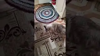 ПОПРОШАЙКА #кисонька #котик #кошка #котики #кошки #кот #смешныеживотные #кошкавидео #кошкамоя