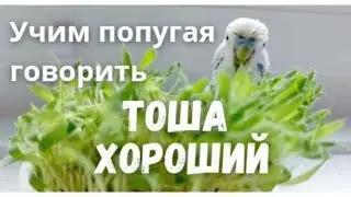 Учим попугая говорить Тоша хороший