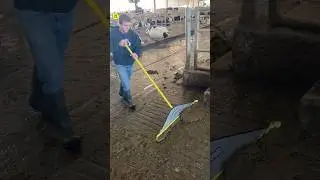 Cow Dung Cleaning 😱|| 