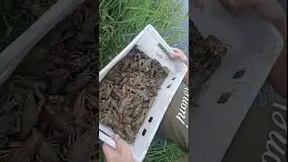 раки на волю
