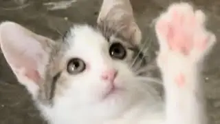 Leo and ￼ Milky ￼are play together they are so beautiful 😻😻😻😻😻