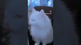 💕 Шампусик куда пойдём потанцевать💕