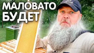 МЕДОСБОР 2023. [1/3] Маловато будет.