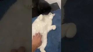 Снежик расслабил брюхо и пришел нига 🤣🐈‍⬛ #котик