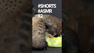 ASMR #2 Baby Giant Tortoise / Turtle Eating Cucumber | 4K #shorts #asmr #love #sweet #subscribe