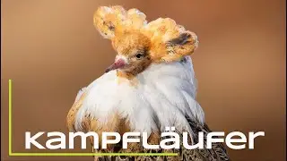 Kampfläufer bei der Balz - Naturfotografie / Tierfotografie in Schweden  Teil 3