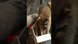 Пасхальное кормление енотов в Новосибирском зоопарке